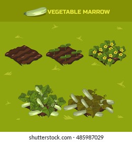 CONJUNTO 3. Fase isométrica de las verduras de crecimiento. Médula vegetal en vectorial para jugar una perspectiva. elemento de juego