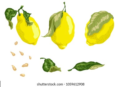 Set with 3 juicy lemon fruits, leaves and seeds in graphic colored design vector drawing for textile and print of any kind