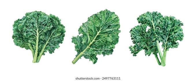  set 3 Kale watercolor hand draw