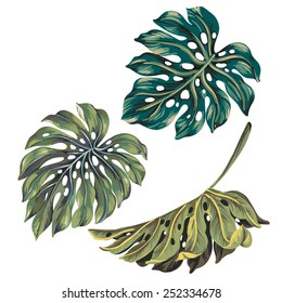 set of 3 single vector monstera leaves in autumn colors. 