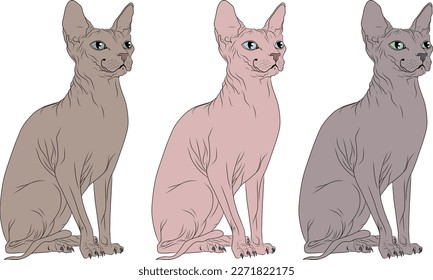 Set of 3 sitting Sphynx cats vector high resolution hand drawn isolated natural skin colours