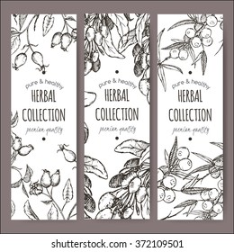 Set of 3 vector herbal tea labels based with common sea buckthorn, goji berry and dog rose fruit on hand drawn sketch. Placed on white background.