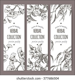 Set of 3 vector herbal tea labels based with Ginkgo biloba, jasmine and eucalyptus on hand drawn sketch. Placed on white background.