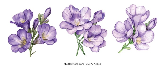 Set von 3 Violet Freesia Blume Aquarell Illustration. handgezeichneter Tender Lilac Freesia in voller Blüte, einzeln auf weißem Hintergrund