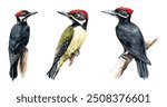 Set of 3 Woodpecker Watercolor Illustration Set. Hand-Drawn Realistic Green and Black Woodpeckers Collection. Forest Birds on White Background.