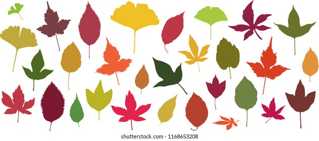 Set of 30 colorful autumn leaves vector illustrations on the white background