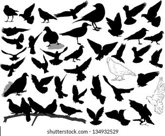 Set of 38 birds and silhouettes of birds