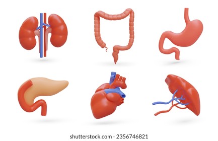 Set von 3D menschlichen Organen. Realistische Nieren, großer Darm, Magen, Bauchspeicheldrüse, Herz, Milz. Einzige Vektorgrafik in einem Stil. Farbige medizinische Symbole