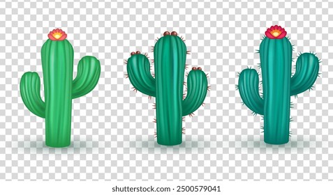 Set of 3d realistic green cacti with spines isolated on transparent background. Three dimensional plant belonging to the family Cactaceae clip art.  Cartoon mexican flora - cactus