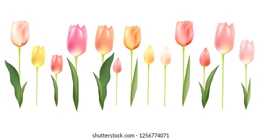 set of 3d vector realistic tulips