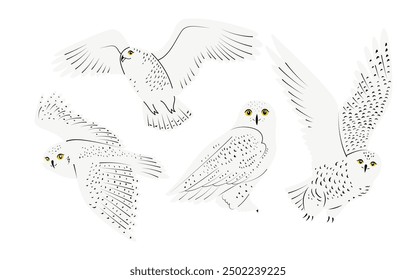 Set with 4 adorable white polar owls. Hand drawn nocturnal birds of prey. Isolated on white vector illustrations