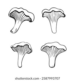 Set of 4 chanterelle mushroom vectors