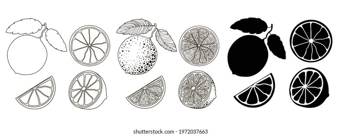 Set of 4 citrus fruits in outline style, doodle and black silhouette. One citrus on a branch with two leaves, half and two wedges isolated on a white background. Stock vector illustration.