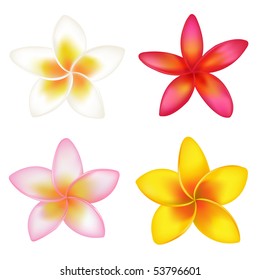 Set Of 4 Colorful Fragipani, Isolated On White