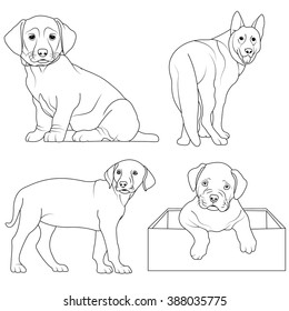 Set of 4 dogs coloring page  for Children to Coloring Book