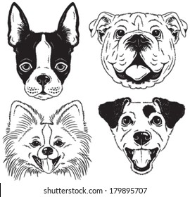 A set of 4 dog's faces: Boston Terrier, English Bulldog, Toy Pomeranian, Jack Russell Terrier. Black and white vector sketches.