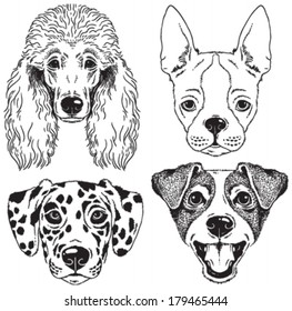 A set of 4 dog's faces: Poodle, Boston Terrier, Dalmatian, Fox Terrier. Black and white vector sketches.