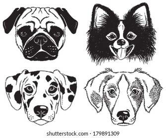 A set of 4 dog's faces: Pug, Chihuahua, Dalmatian and a mutt. Black and white vector sketches.