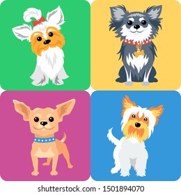 Set of 4 dogs Yorkshire terrier and Chihuahua breed, icon flat design