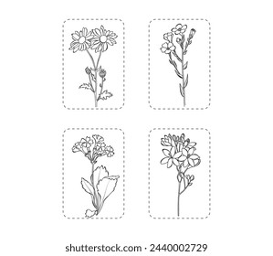 Conjunto de 4 flores ilustración vectorial. Flores botánicas contorneadas con hojas, aisladas sobre fondo blanco. Flores para primavera, diseño de verano o libro para colorear. 