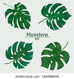 Set of 4 green leaves of monstera on a light background