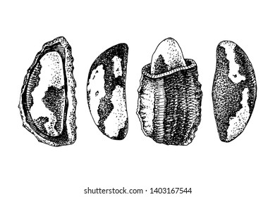 Conjunto de 4 tuercas brasil dibujadas a mano. Ilustración del vector
