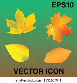 Set of 4 illustrated vector Autumn leaves. Premium quality vector.