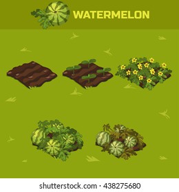 SET 4. Isometric Stage of growth vegetables. Waterrmelon in vector for playing a perspective. game element