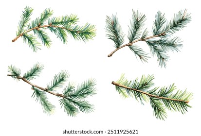 Set of 4 Pine Branch Watercolor Illustration. Hand-Drawn Realistic Green Spruce Element. Beautiful Evergreen Tree Twig on White Background.