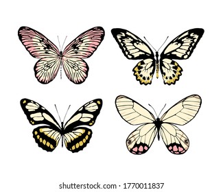 Set of 4 realistic butterflies made in the same style. Vector illustration