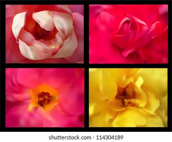 set of 4 rose flowers close up