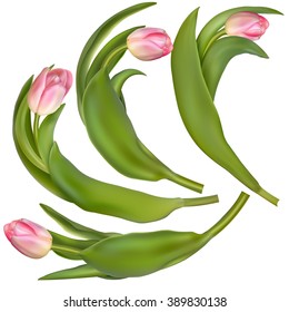 Set of 4 tulips on a white background. EPS 10 vector file included