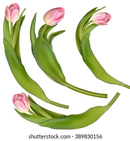 Set of 4 tulips on a white background. EPS 10 vector file included
