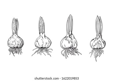 Set of 4 types of tulip flower bulbs. Botanical vector illustration in black outline on a white background.