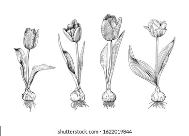 Set of 4 types of tulip flowers with bulbs. Botanical vector illustration in black outline on a white background.