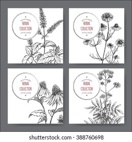 Set of 4 vector herbal tea labels with peppermint, chamomile and echinacea and valerian on hand drawn sketch. Placed on white background.
