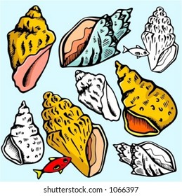 A set of 4 vector illustrations of sea-shells in color, and black and white renderings.
