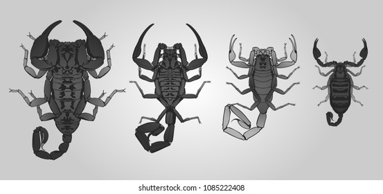 Set of 4 vector scorpions. From left to right: Emperor, Neotropical, Deathstalker and Italian scorpion.