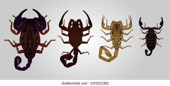 Set of 4 vector scorpions. From left to right: Emperor, Neotropical, Deathstalker and Italian scorpion.