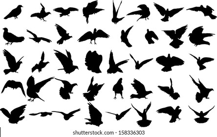 2,458 Pigeon landing Images, Stock Photos & Vectors | Shutterstock