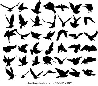 Set of 42 birds and silhouettes of birds