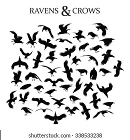 Set of 49 black crows and ravens in different poses and perspectives
