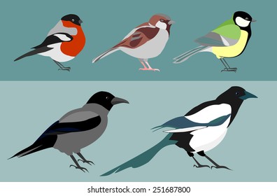 Set of 5 birds. Crow, magpie, bullfinch, sparrow, titmouse. Vector.