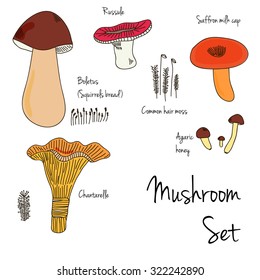 Set of 5 different types of mushrooms and moss. Vector illustration.
