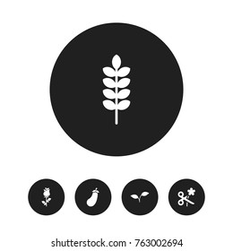 Set Of 5 Editable Planting Icons. Includes Symbols Such As Aubergine, Ranunculus, Trimming And More. Can Be Used For Web, Mobile, UI And Infographic Design.