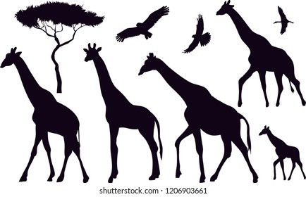 Set of 5 giraffes silhouettes on white background. Giraffe vector illustrations.