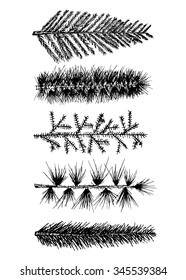 Set 5 hand drawn fir branch pine isolated on white background. christmas tree. Vector illustration