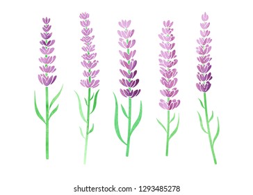 Set of 5 hand drawn Lavender vector illustration. Watercolor effect