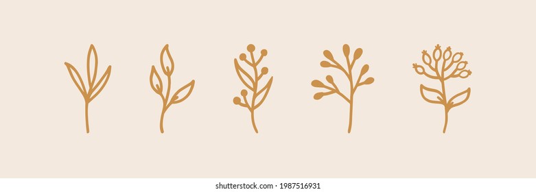 Set of 5 hand-drawn plants with beige background. Doodle outline vector illustration for logo design, wedding invitation, cards, posters or wall art.