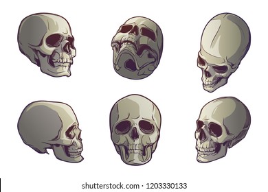 Set of 5 Human Skulls in various view angles. Linear drawing painted in 3 shades, isolated on white background. EPS10 vector illustration